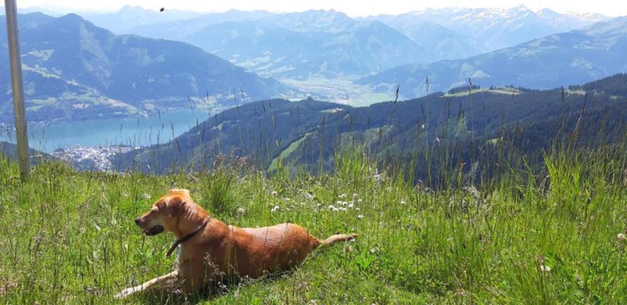 Pension Alpenrose ツェル アム ゼー エクステリア 写真